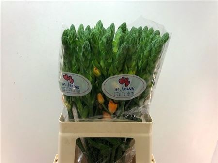 Орнитогалум Мэджик Стар 60, шт.