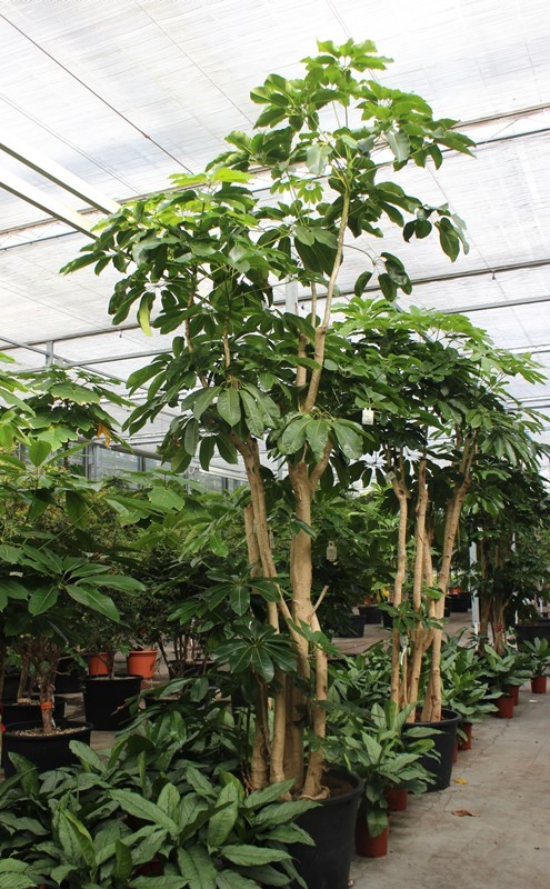 Schefflera actinophylla 'Amate’, D 85