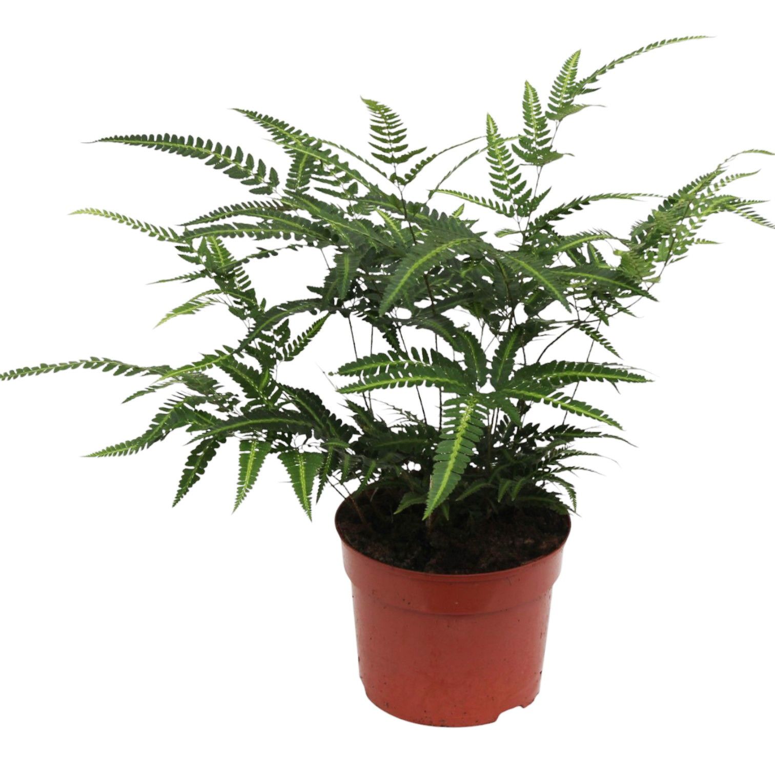 Rumohra Adiantiformis 'Variegata' (Winterhard), D 24