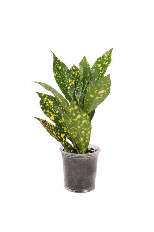 Croton p06 Gold Dust Aqu@, D 6