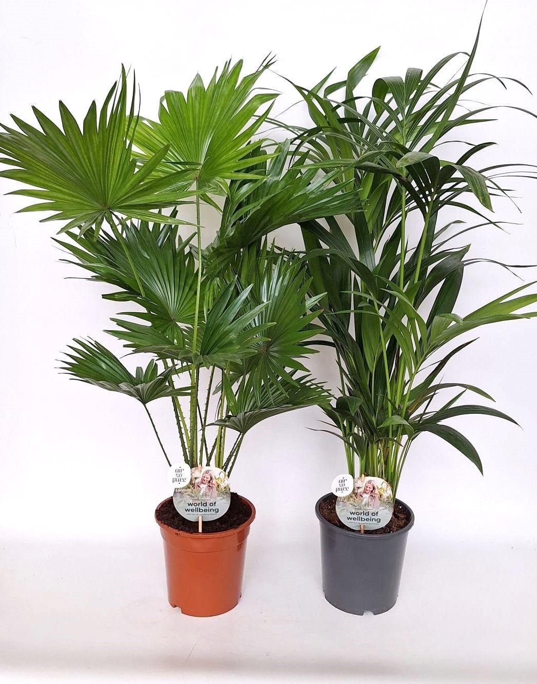 Luxe palmmix 19 cm livi /kent, D 19