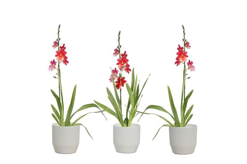 Tirza p12 vanille mix Cambria Nelly Isler 1T8+, D 12