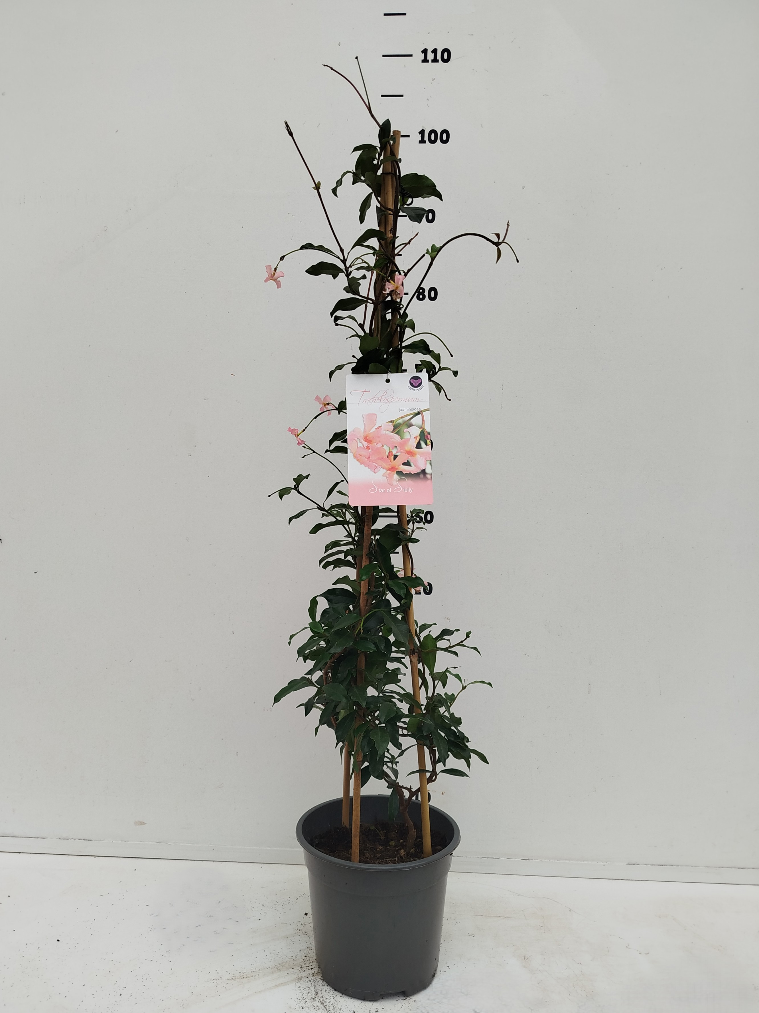 Trachelospermum jasminoides Star of Sicily, D 19