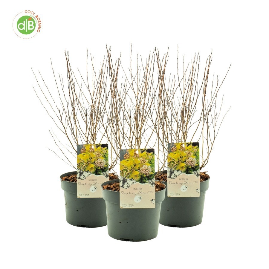 Physocarpus op. 'Raspberry Lemon' pbr, D 19