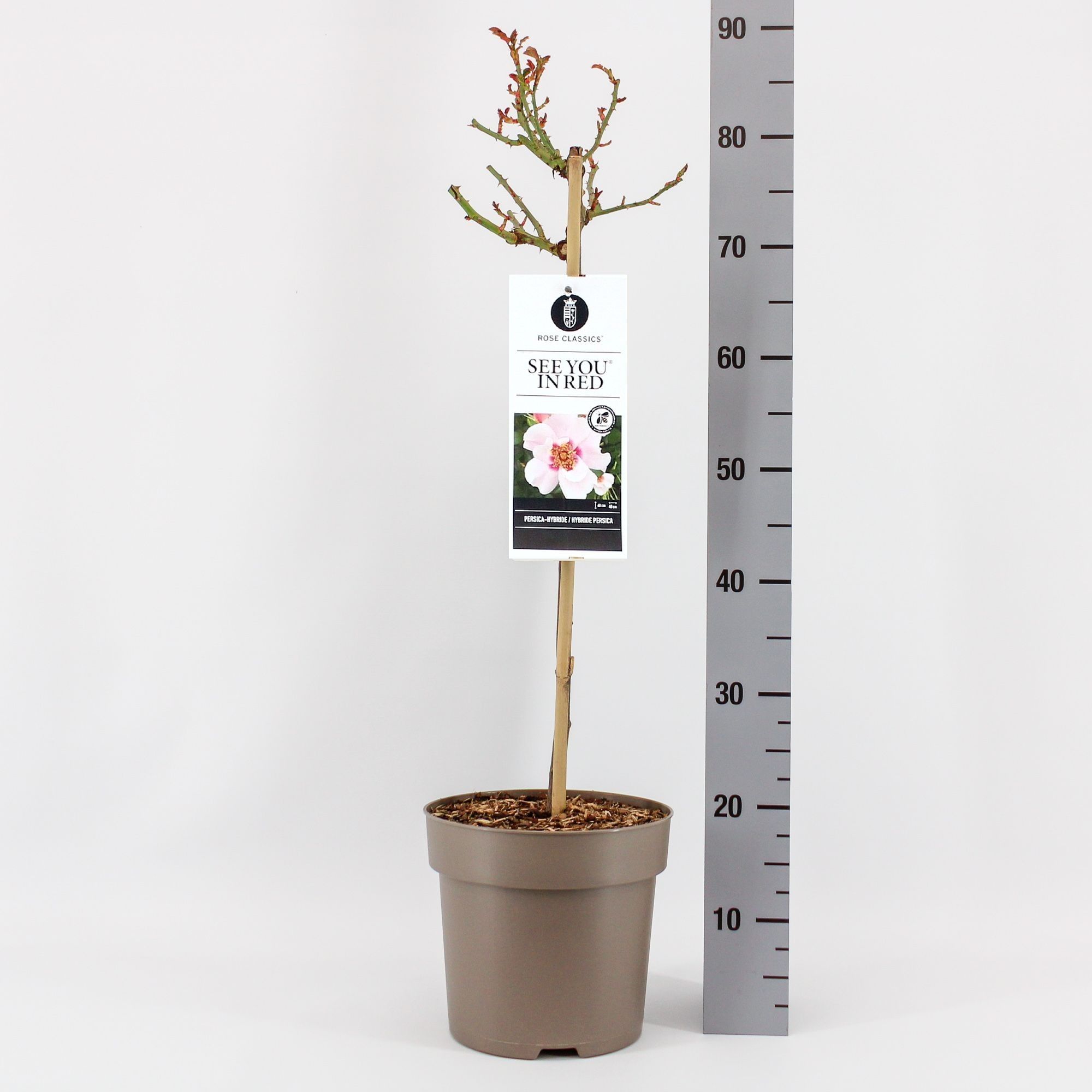 Rosa (Persica) See you® in Red, stam 50, C6, D 24