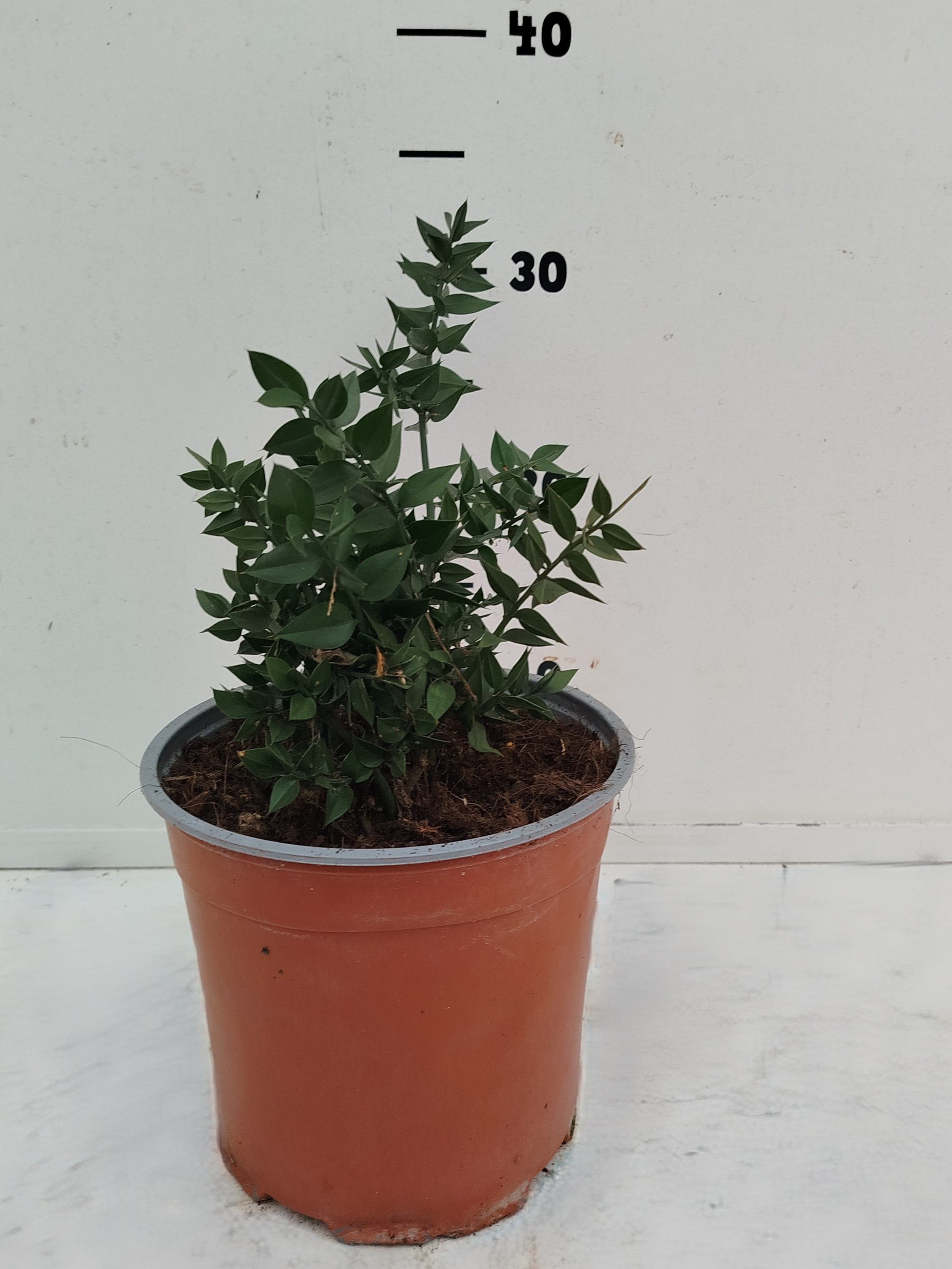 Ruscus racemosa, D 17
