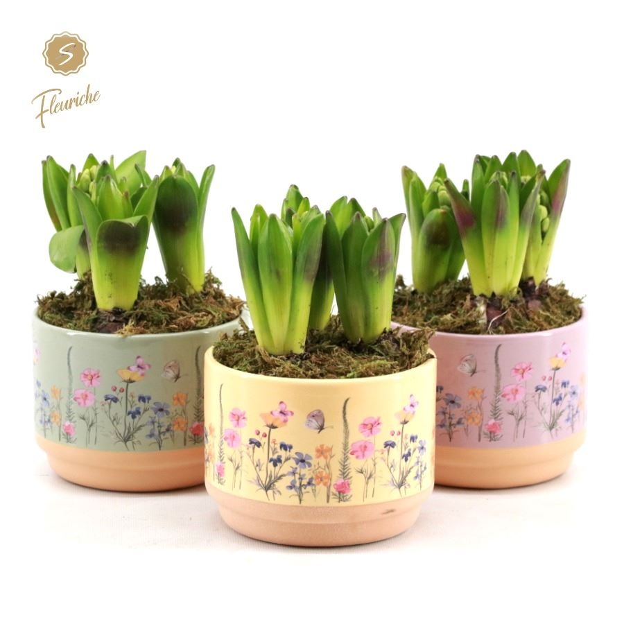 (3640) Hyacint Blooming Print [L] 3PP Mos, D 15