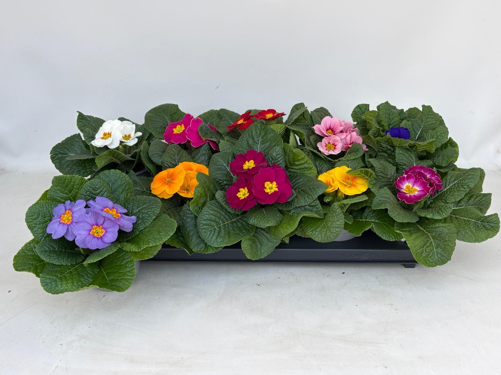 Primula Acaulis Gemengd, D 10,5