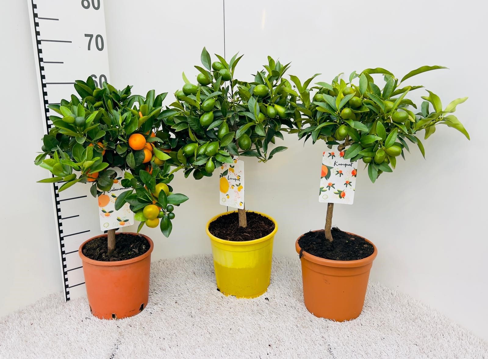 Citrus Mixed 3+ Var. on stem, D 19