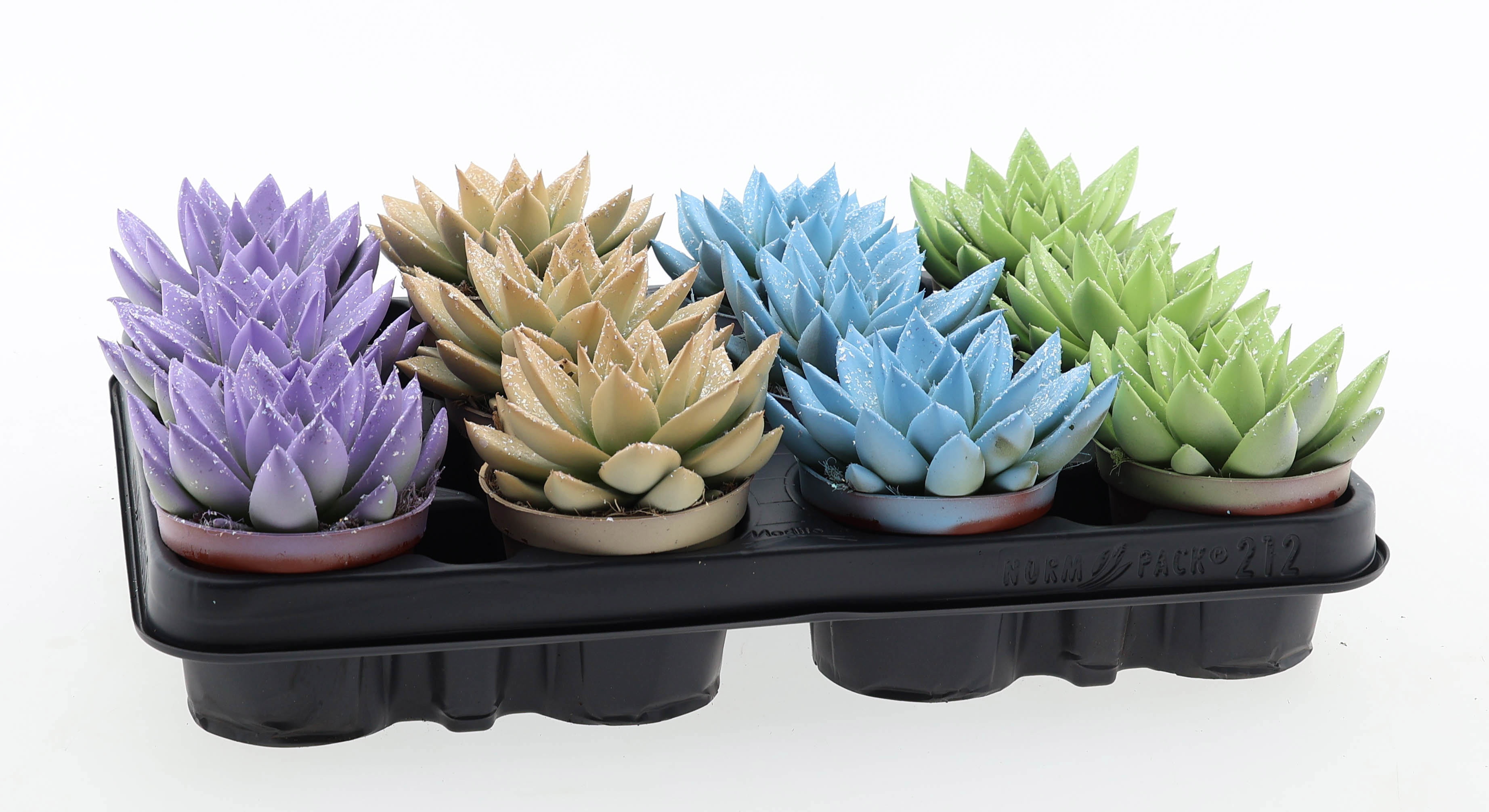 Miranda pastel glittermix, D 8,5