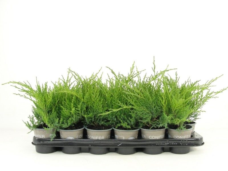 Juniperus x pfitzeriana 'Gold Coast', D 9