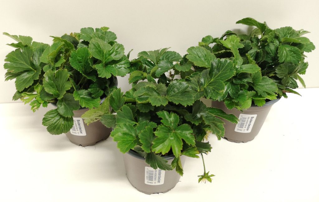 Waldsteinia ternata, D 11