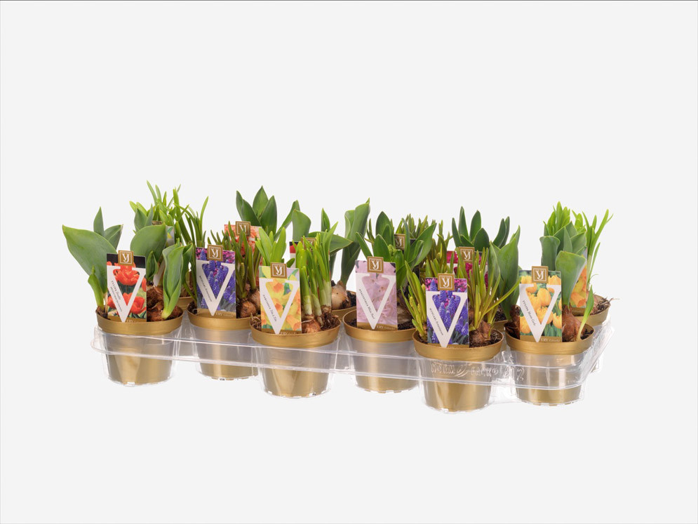 Bollen mix 10 cm, D 10