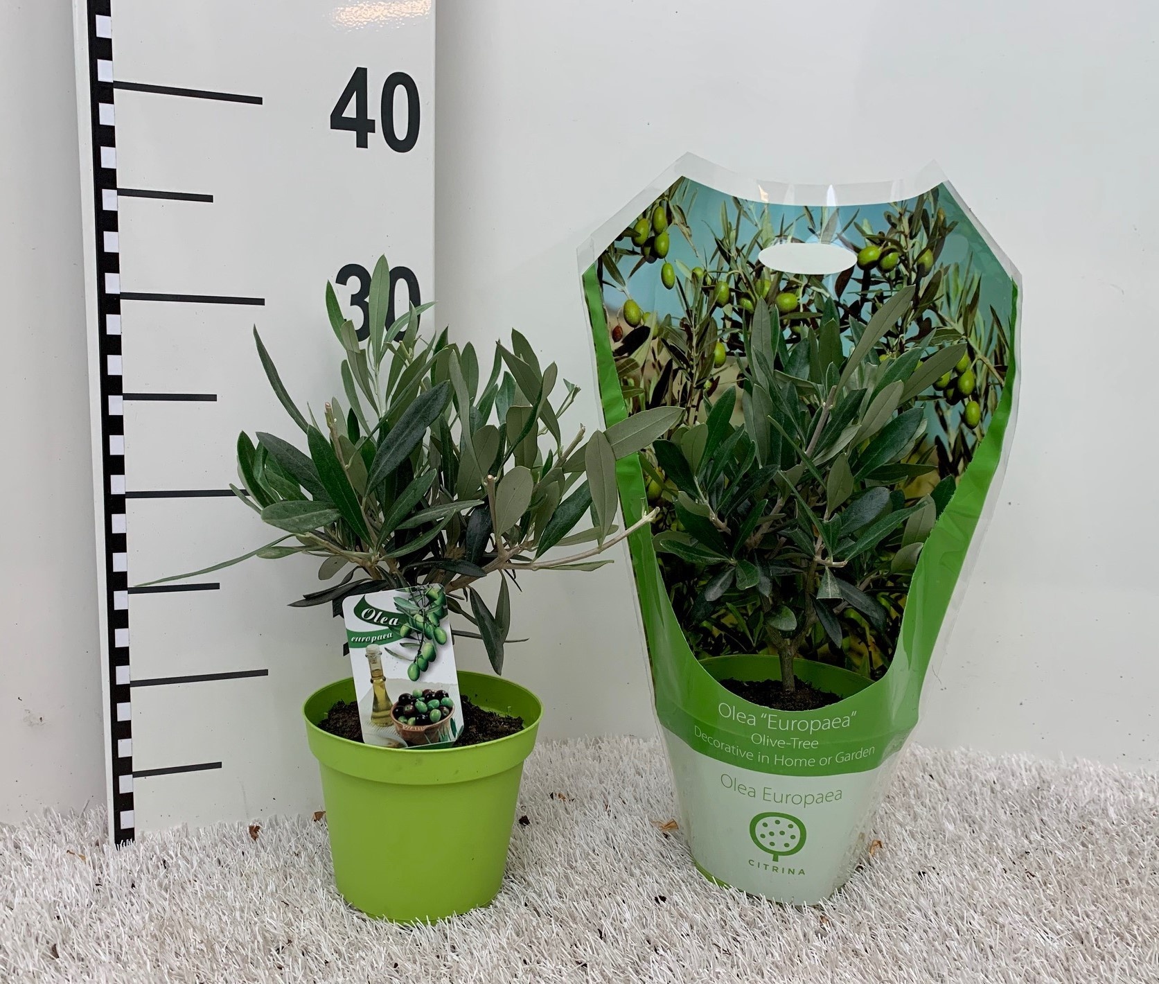 Olea europaea mini-stem carry-bag sleeve, D 12