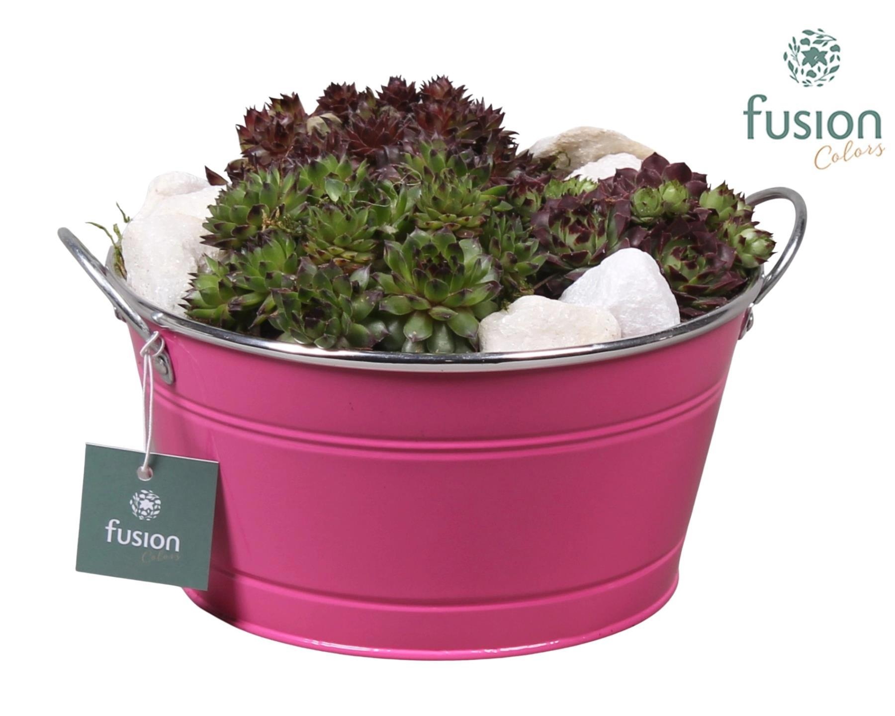 Zinken ronde schaal met Sempervivum, D 20