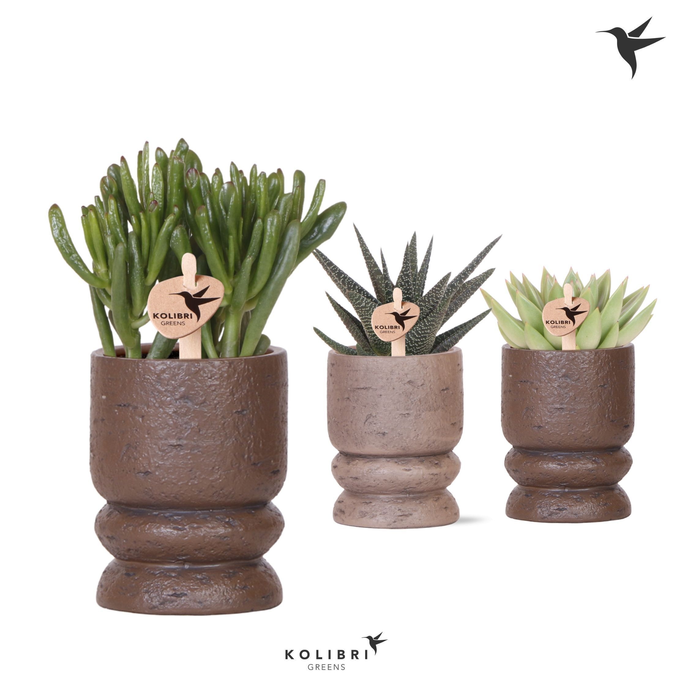 Kolibri Greens Succulenten mix in Vintage pot mix, D 9