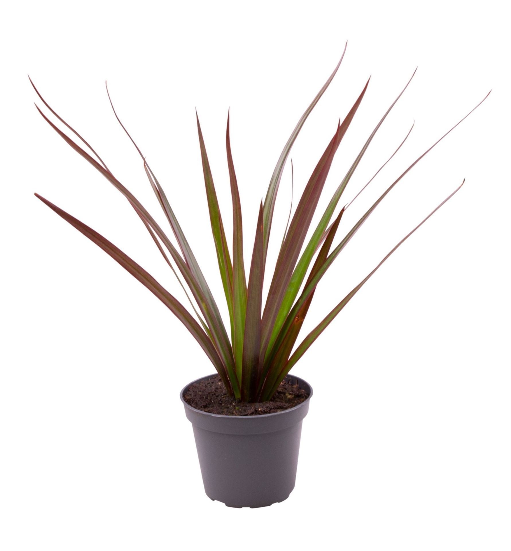 Dracaena Magenta Top, D 6