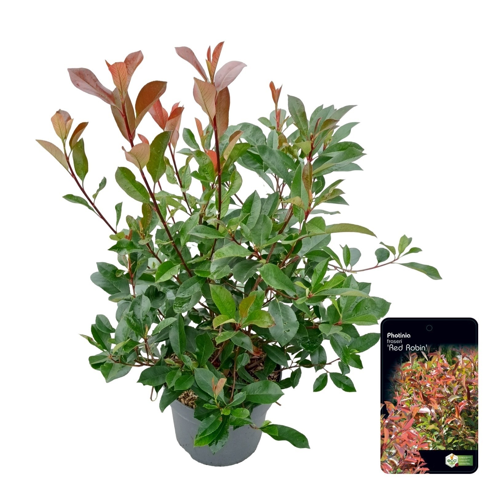 Photinia fras. 'Red Robin', D 29