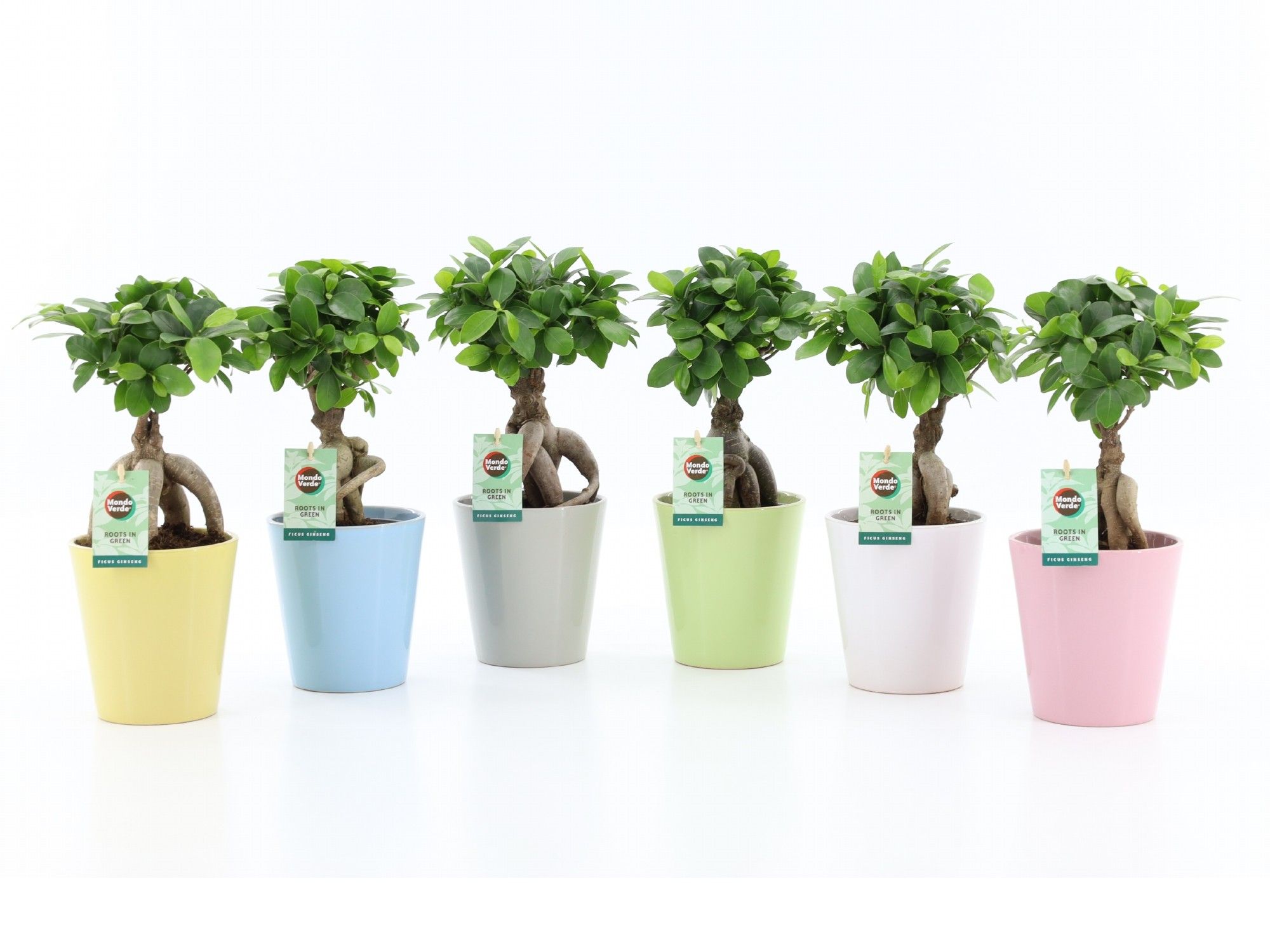 Ficus micr. Ginseng in Pastel keramiek, D 13