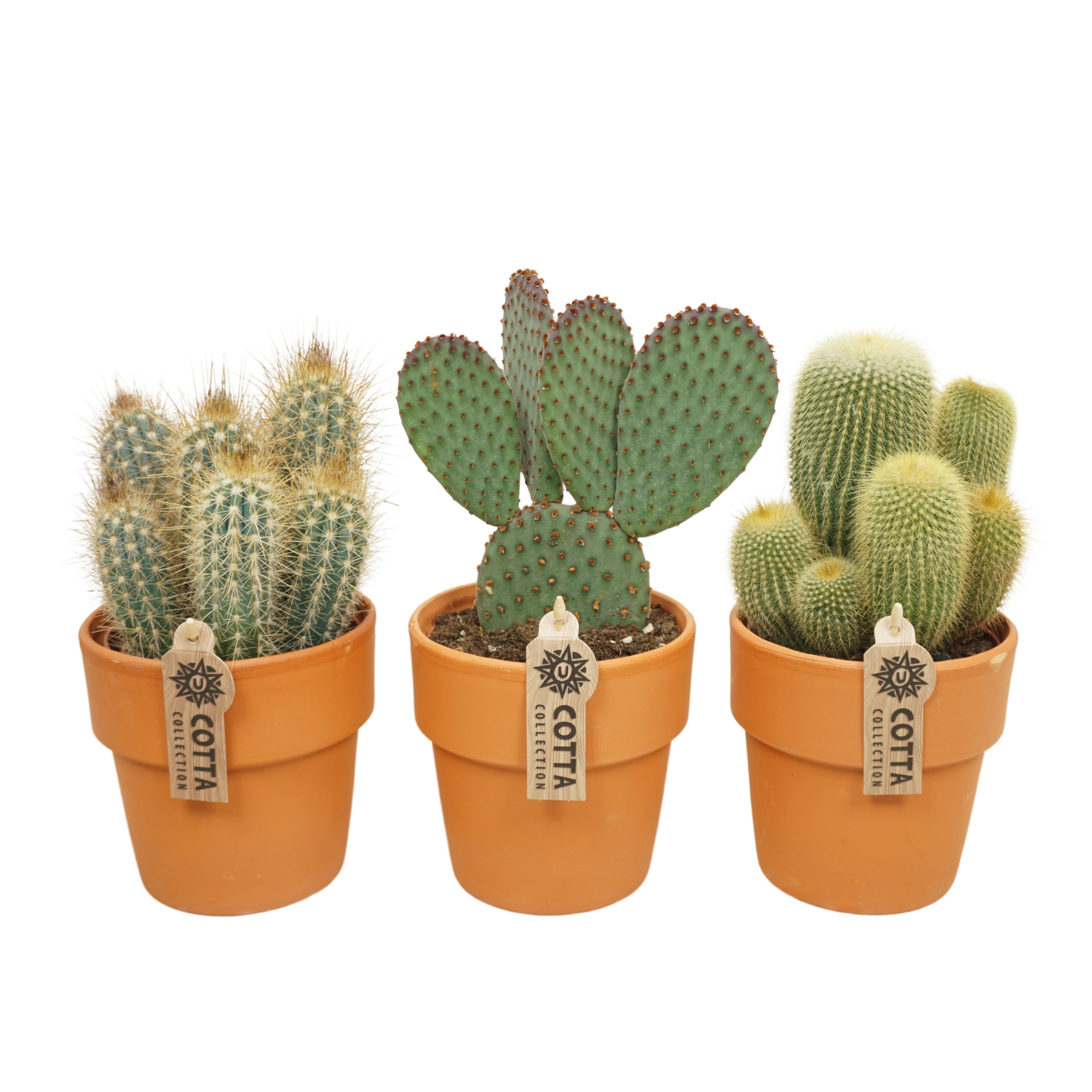 Cactus mix in 13 cm 'Terracotta Kraagpot', D 12