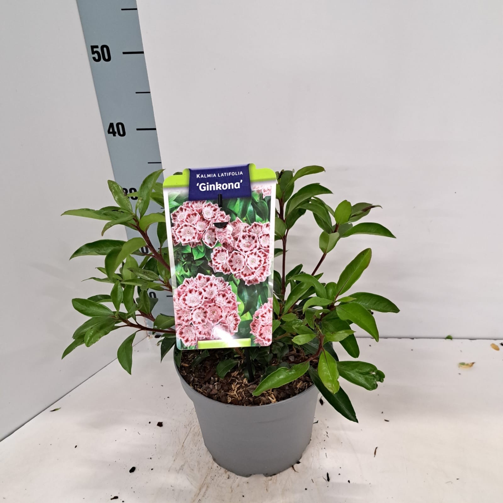 Kalmia lat. 'Ginkona', D 21