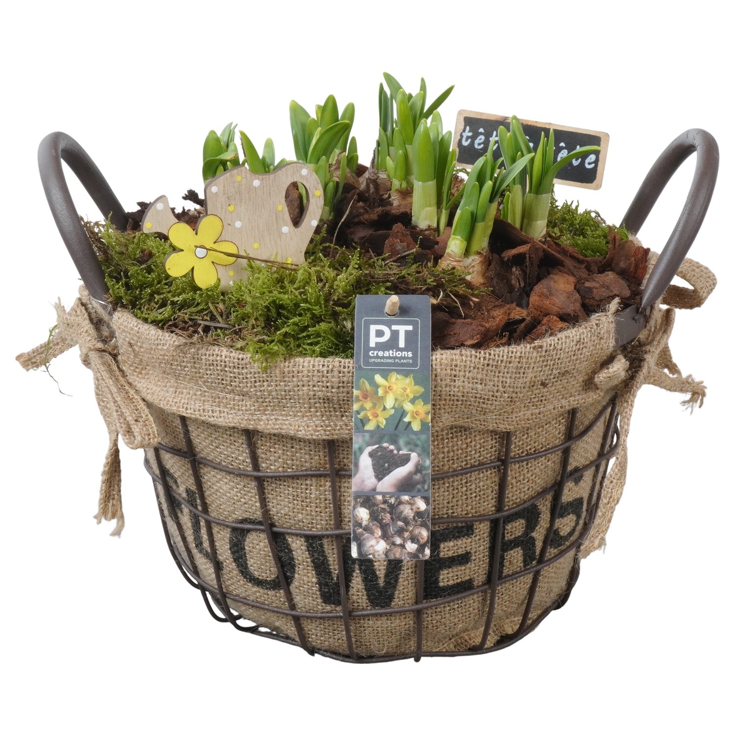 PTN8664 Arrangement Narcissus in mand met metaal, D 25