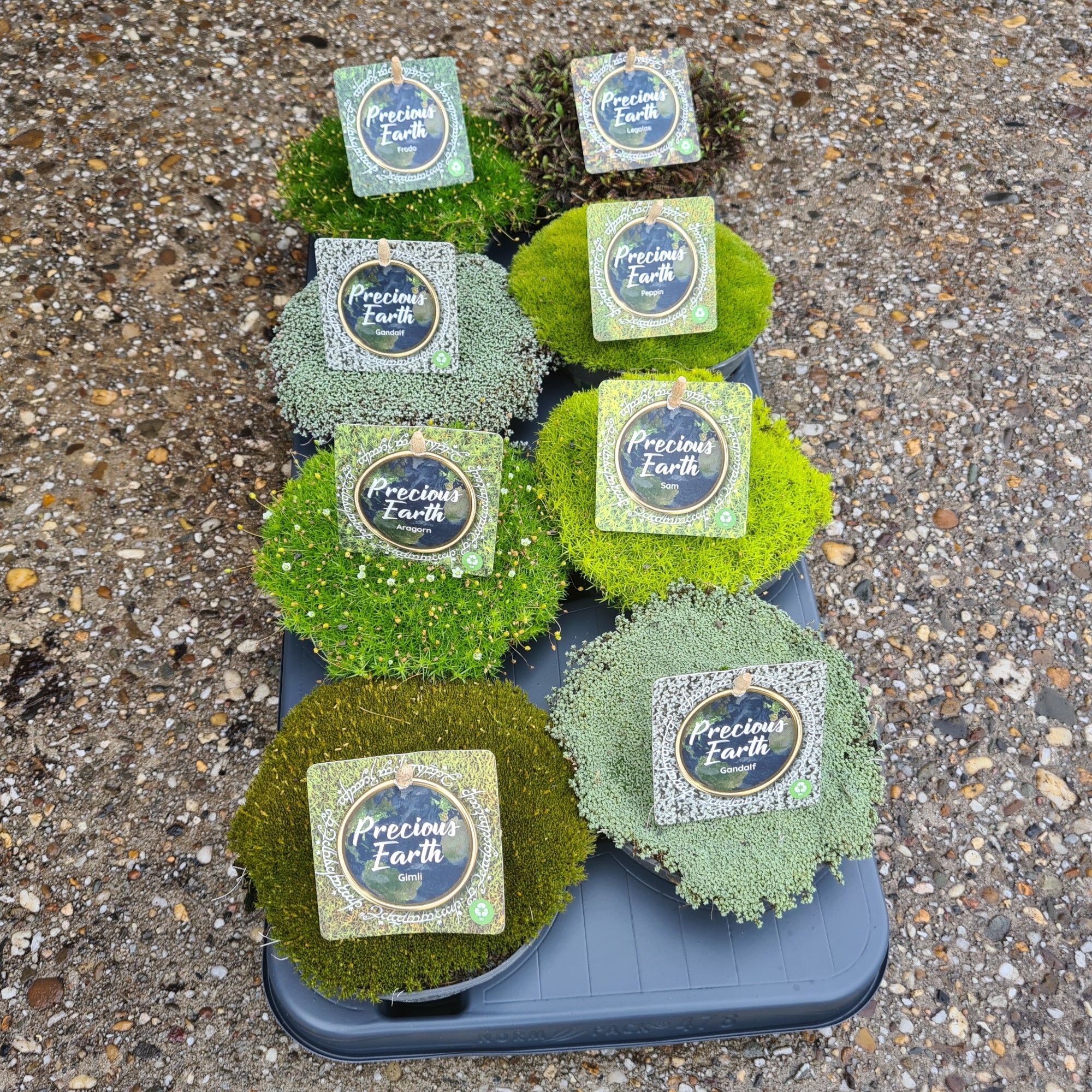 Mossy Precious Earth Mix per Tray, schaaltje 13 (Sagina, Leptinella, Raoulia, Scleranthus), D 13