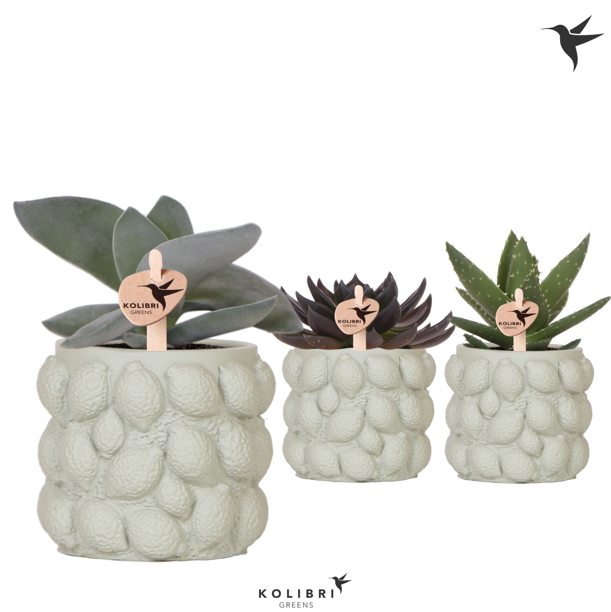 Kolibri Greens Succulenten mix in Citrus pot green, D 9