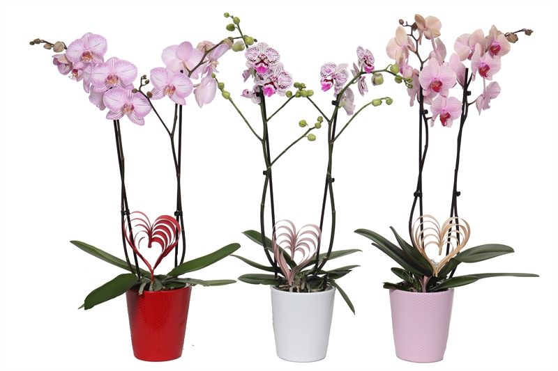 Zoe p12 dots mix Phal mix 2T14+, D 12