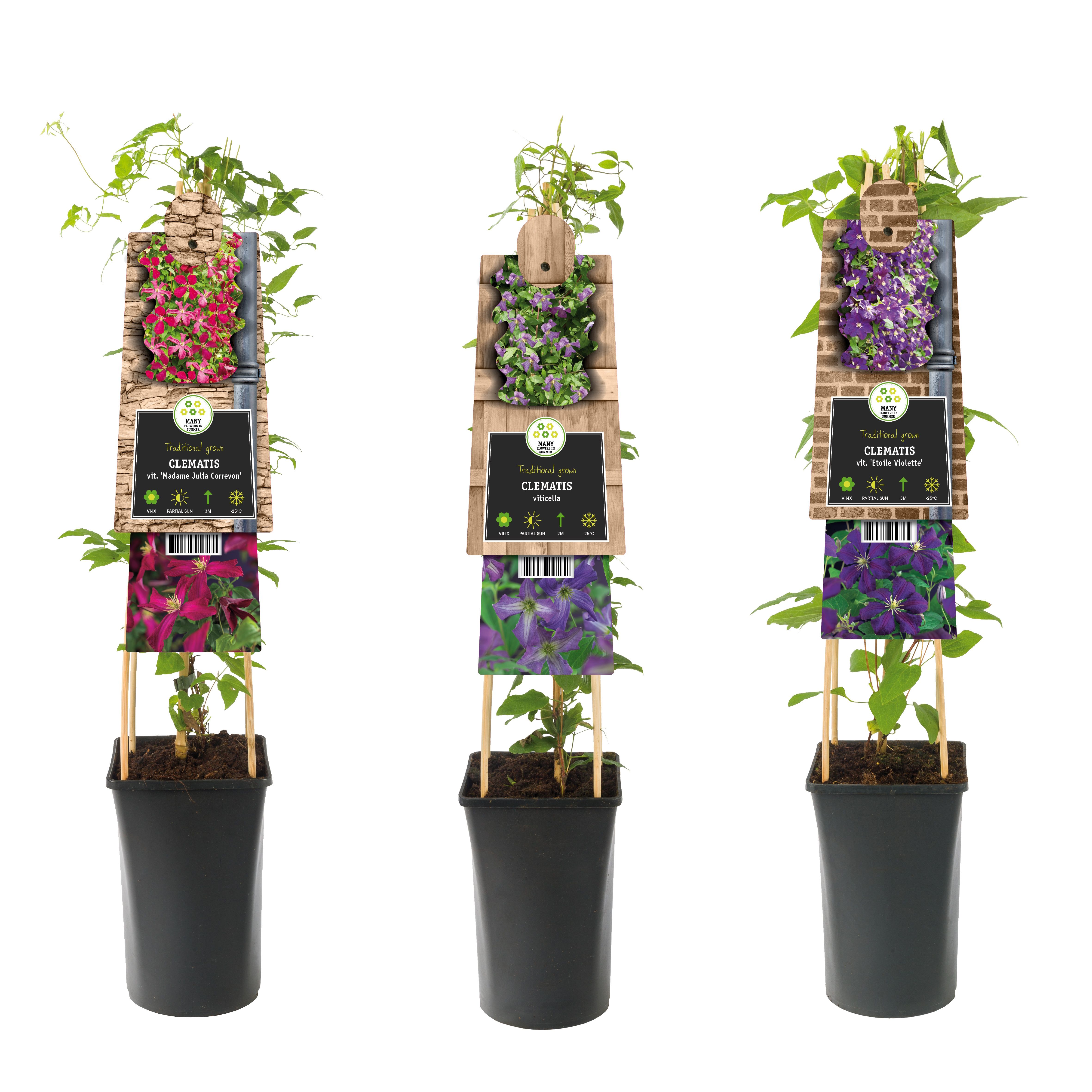 Mixshelf Clematis viticella varities+3.0 label, D 17