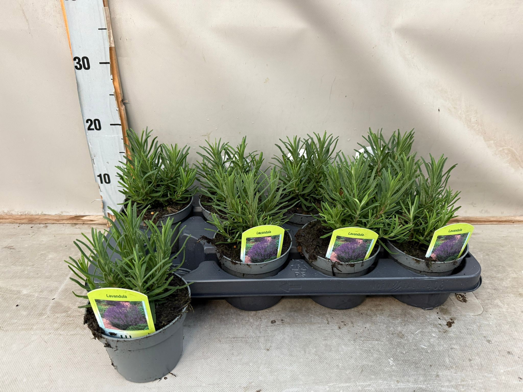 Lavendula, D 12 cm