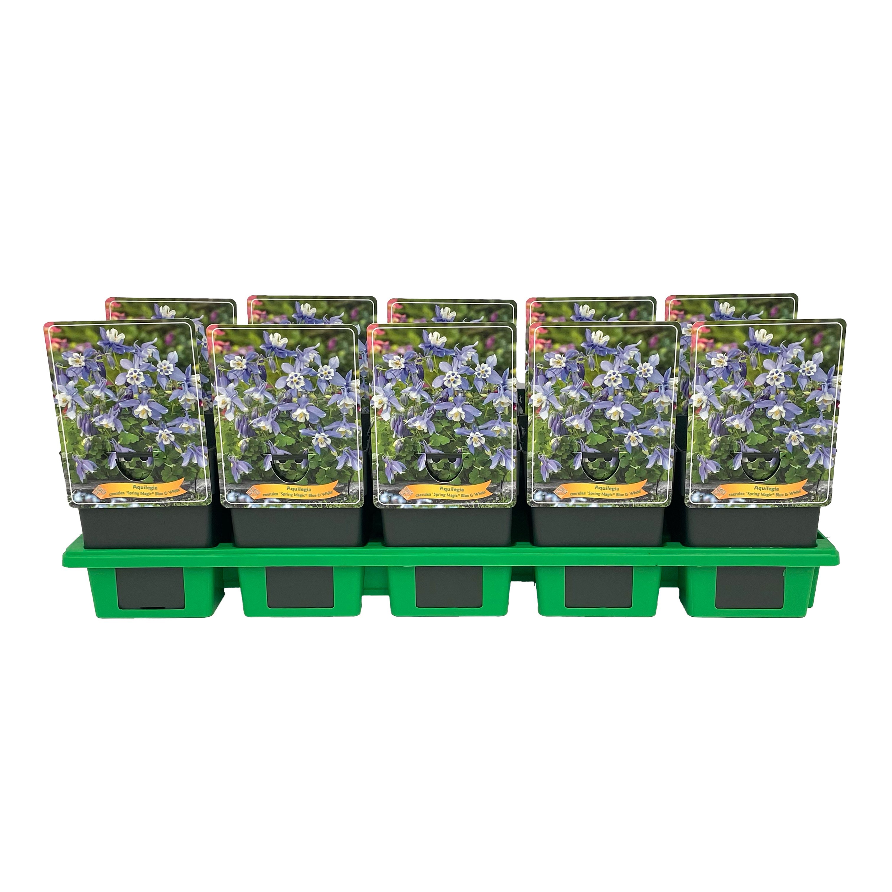 Aquilegia caerulea 'Spring magic® Blue & White' P11, D 11