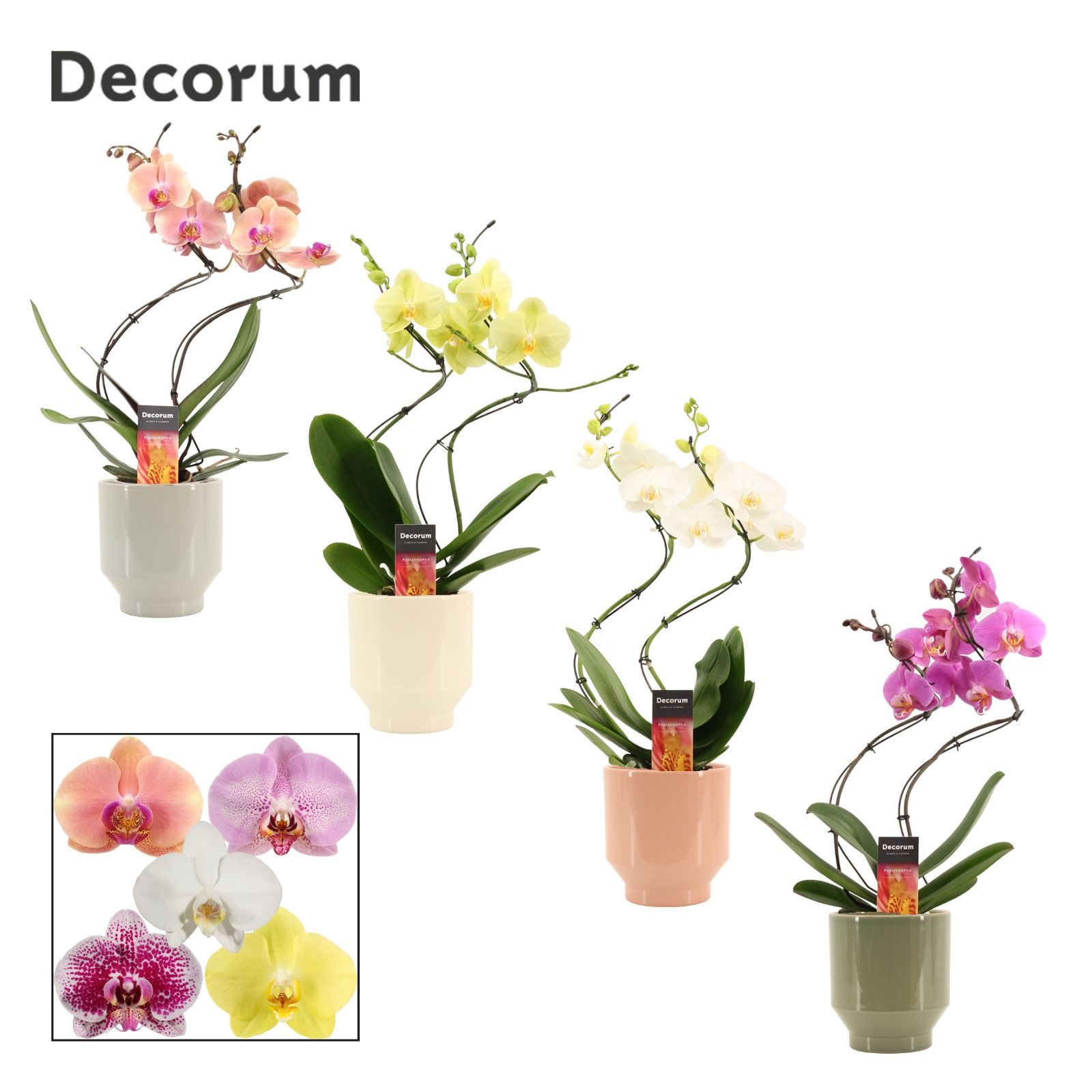Phalaenopsis hurricane mix in Pato (Deco-collection), D 12