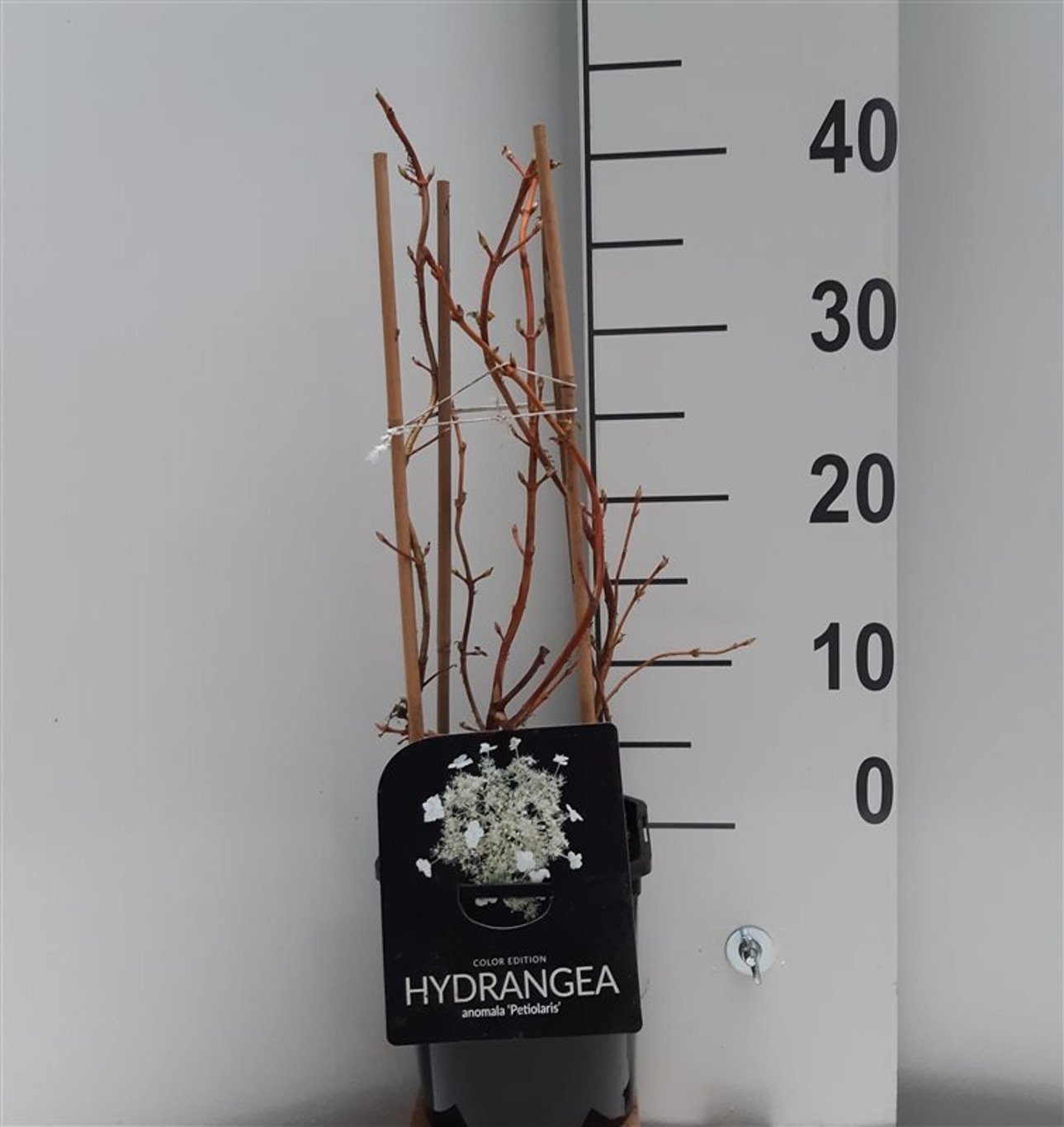 Hydrangea petiolaris, D 17