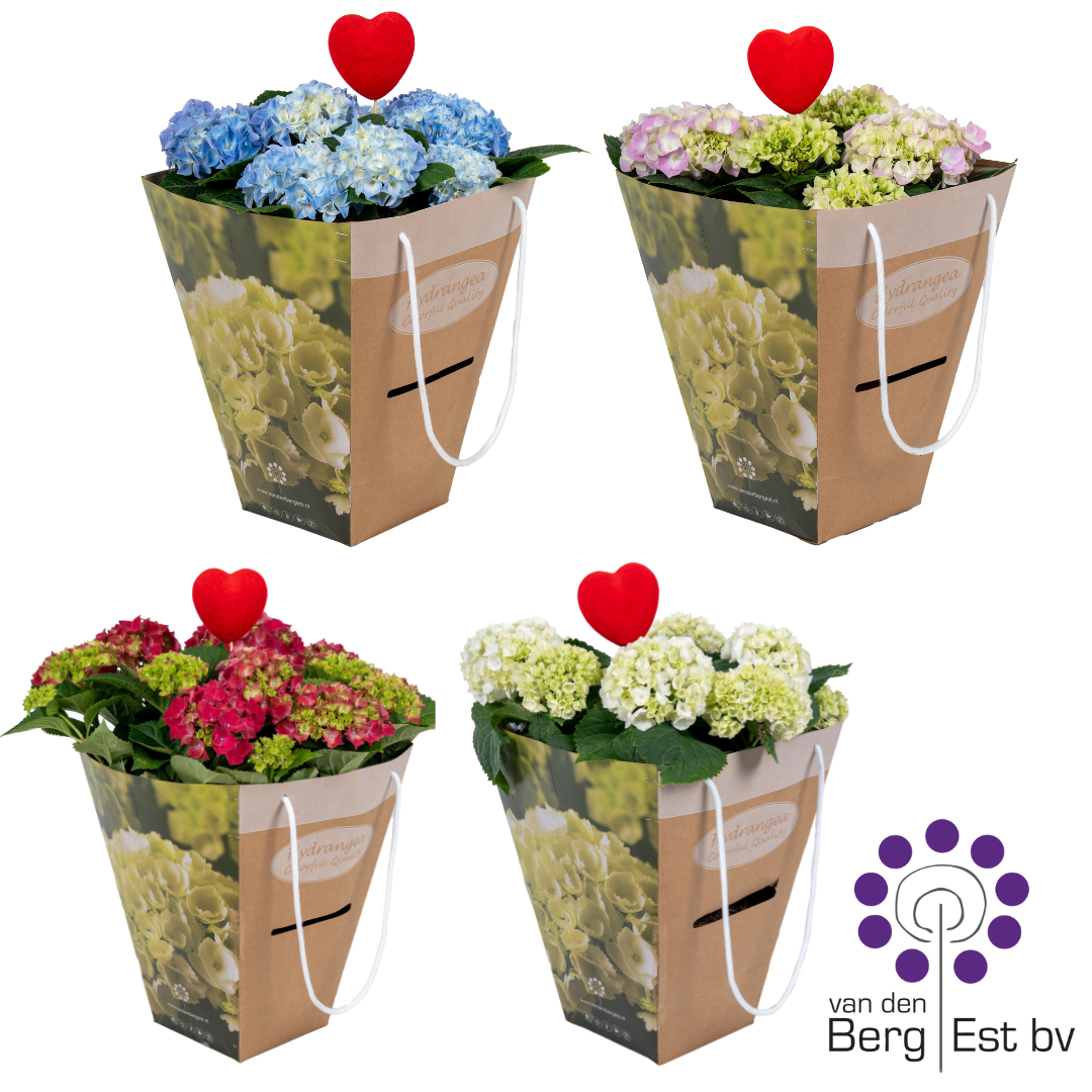 Hydrangea mix/ color per layer 6/10 in luxe kado tas met Hartsteker, D 14