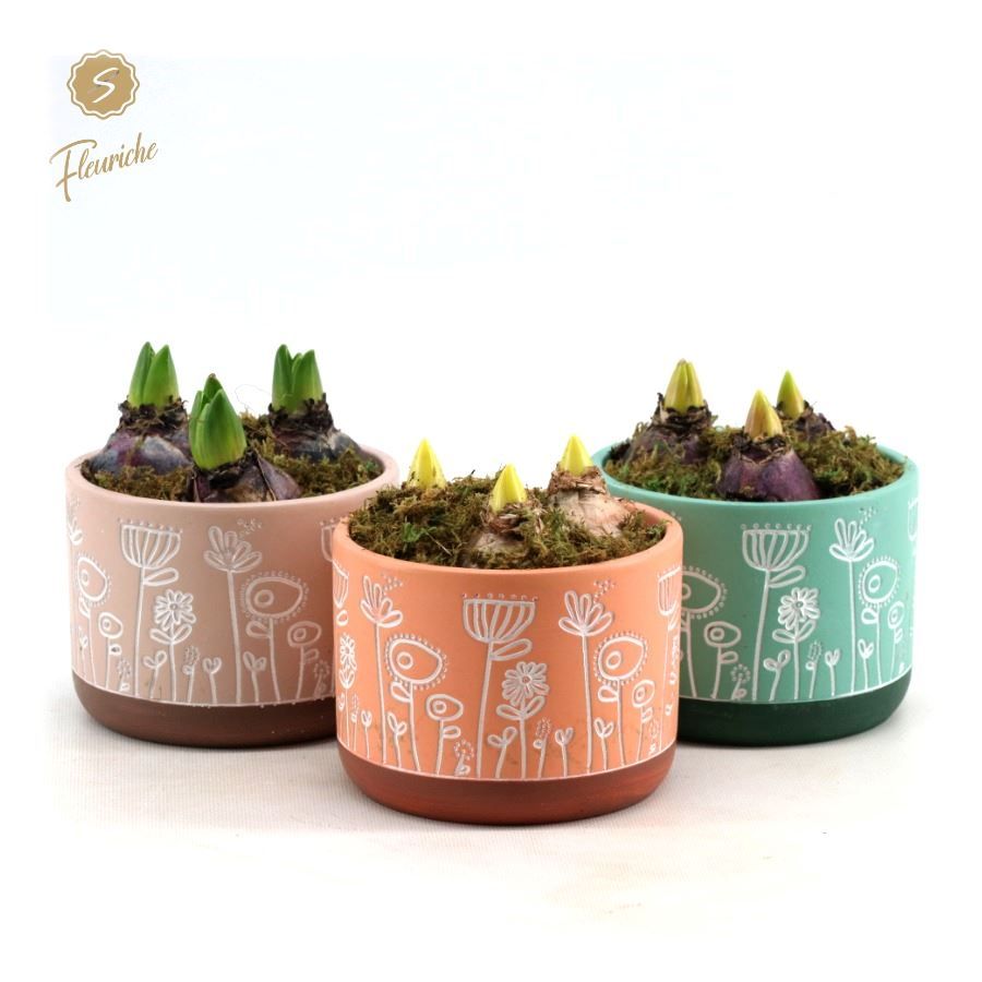 (3403) Hyacint Flower Time (XL), D 14