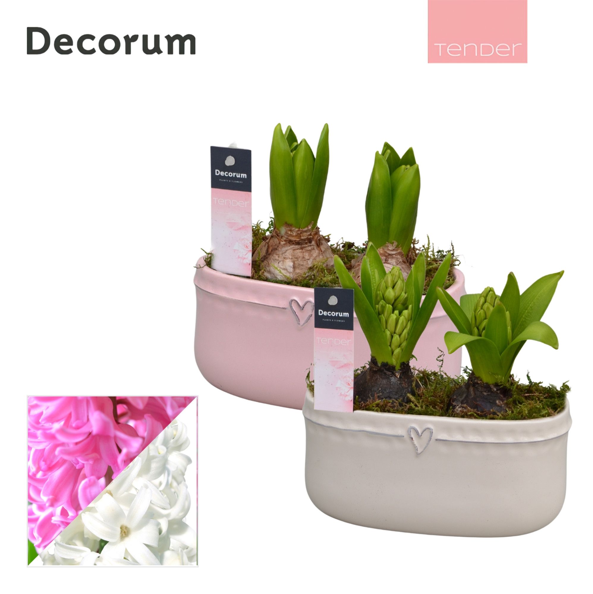 Hyacint Sweet Love HL14494 [TENDER], D 16