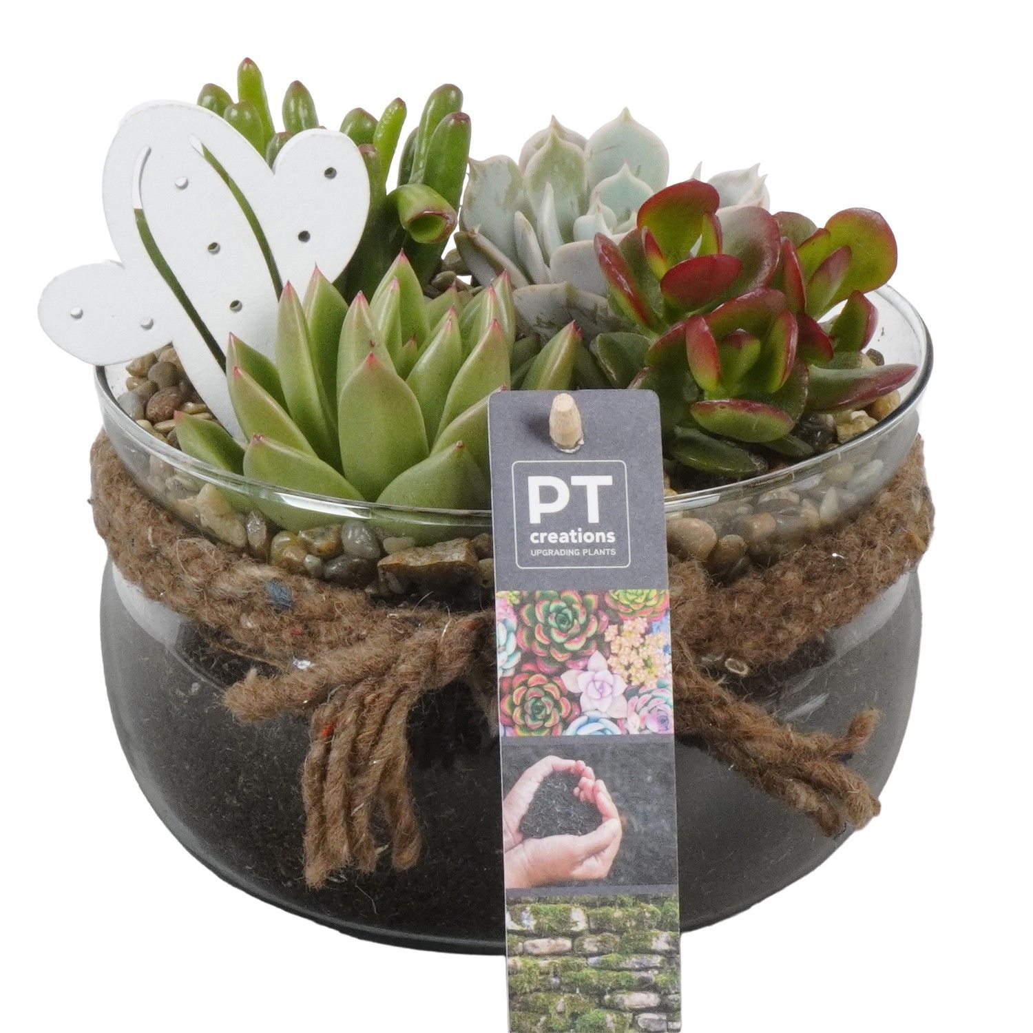 PTSU8421 Arrangement Succulenten in glazen schaal, D 16