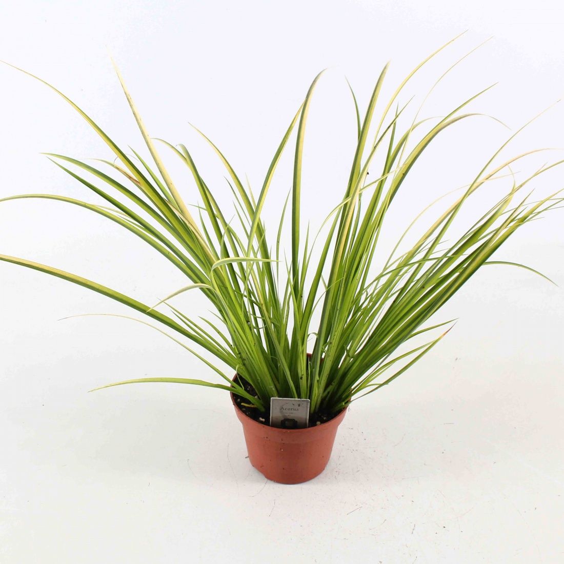 Acorus gramineus 'Ogon', D 12