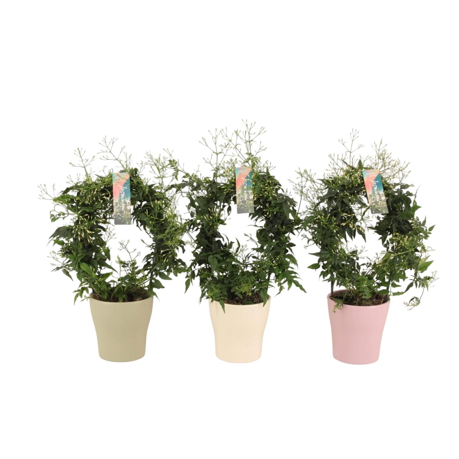 Jasminum boog keramiek Anna Voorjaar p13 (Jasmijn) (roze, wit, groen), D 13