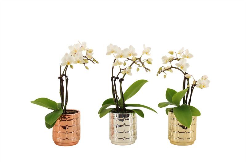 Mason p06 luxury mix Phal Tiny Dolls wild 3/4T18+ Aqu@, D 6