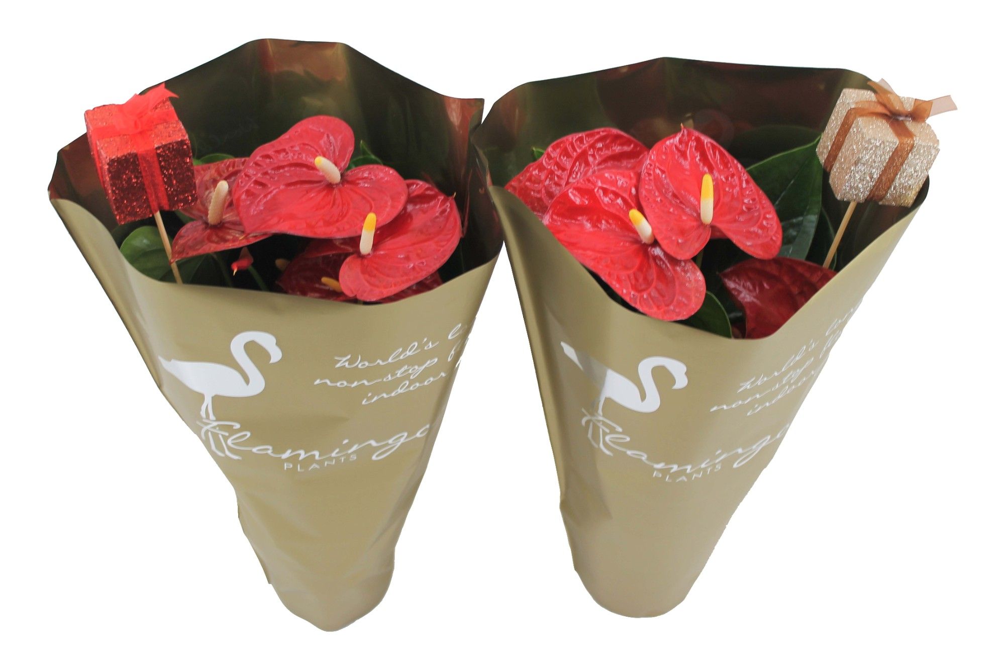 Anthurium XL.9 Jambo Red 14cm in gouden hoes met cadeautjes bijsteker, D 14