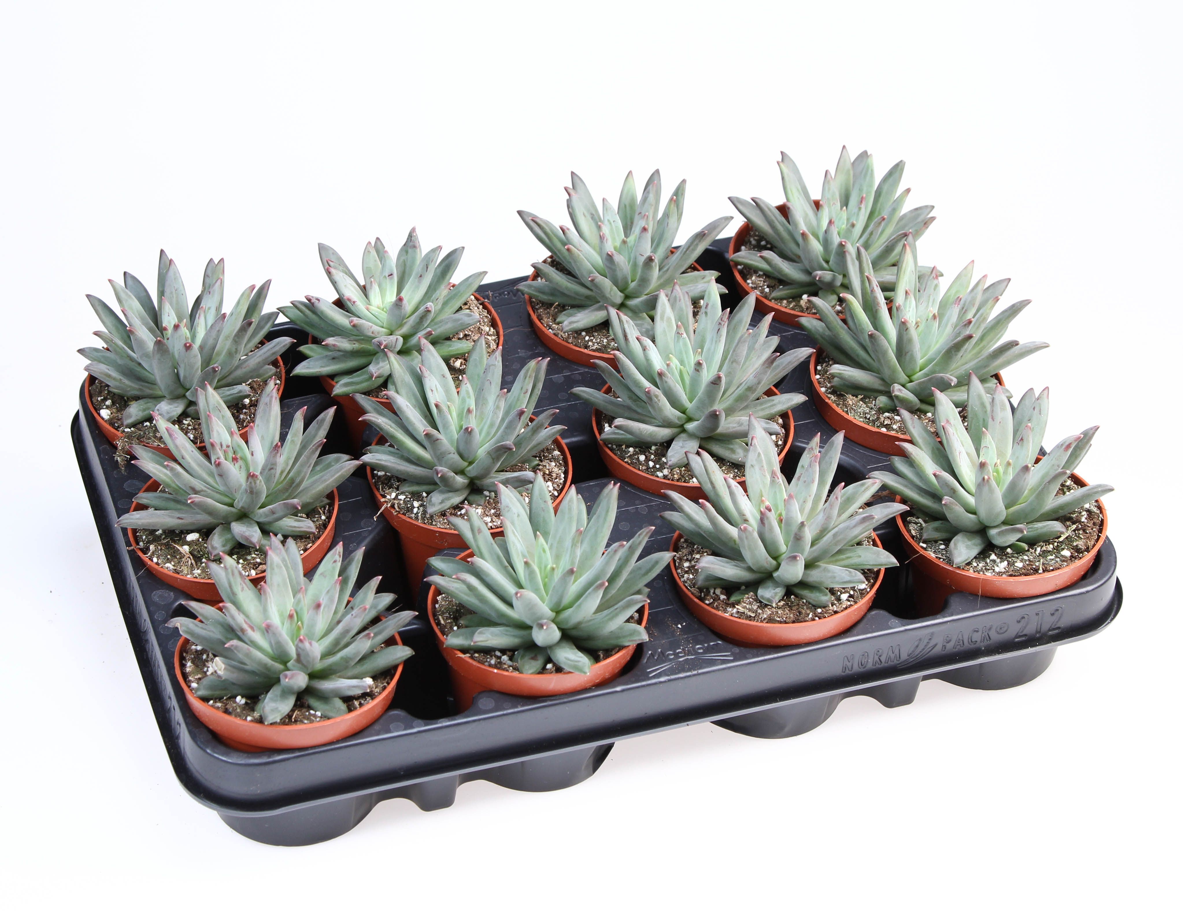 Echeveria Hybrid Nashira, D 8,5
