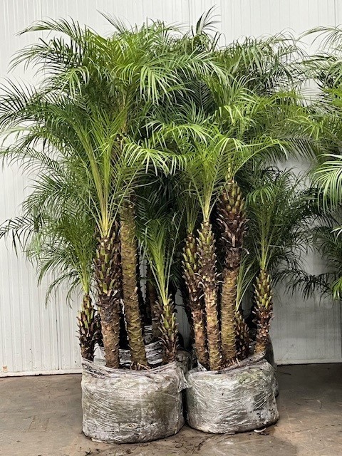 phoenix roebelenii, D 75