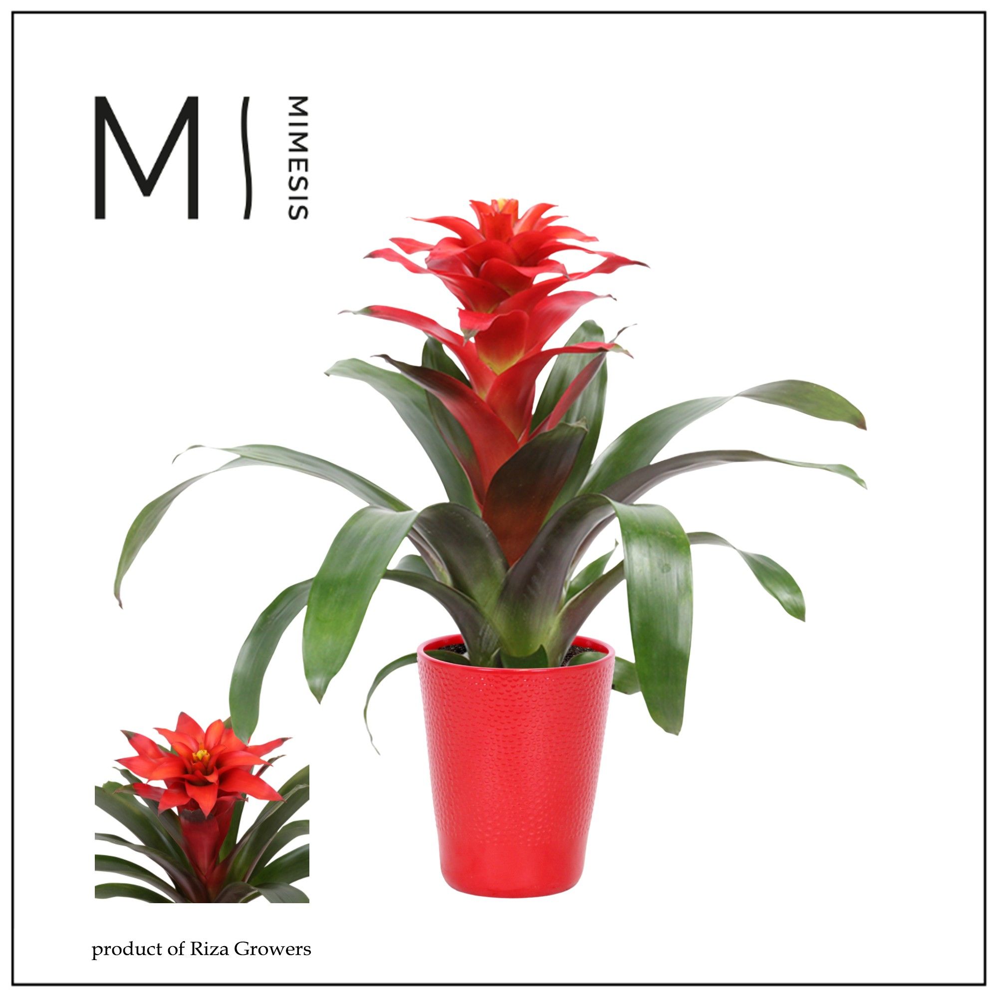 Guzmania Fiero Red - 13cm in Florence | Mimesis, D 12