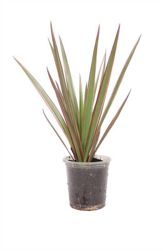Dracaena p06 bicolor, D 6