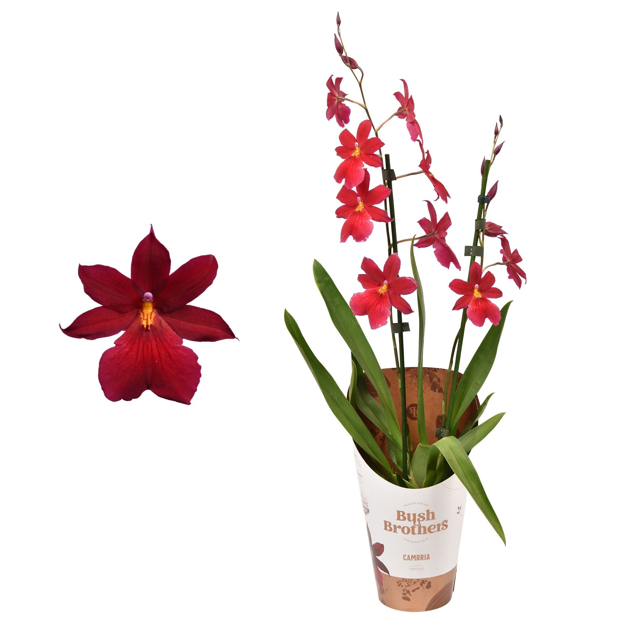 Cambria 'Nelly Isler' Red Velvet 2 tak 12 cm, D 12