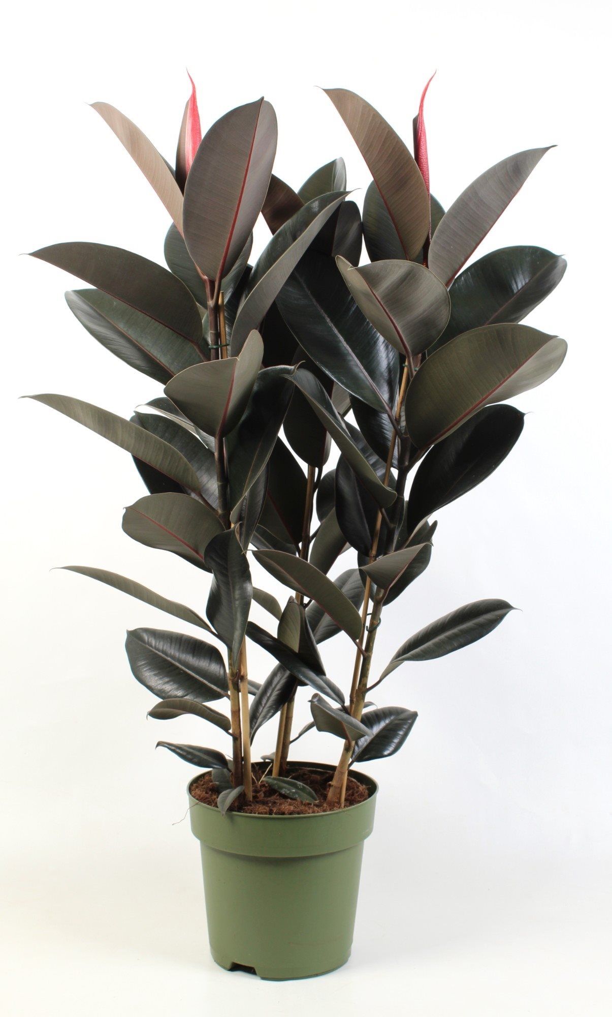 Ficus elastica Abidjan, D 27