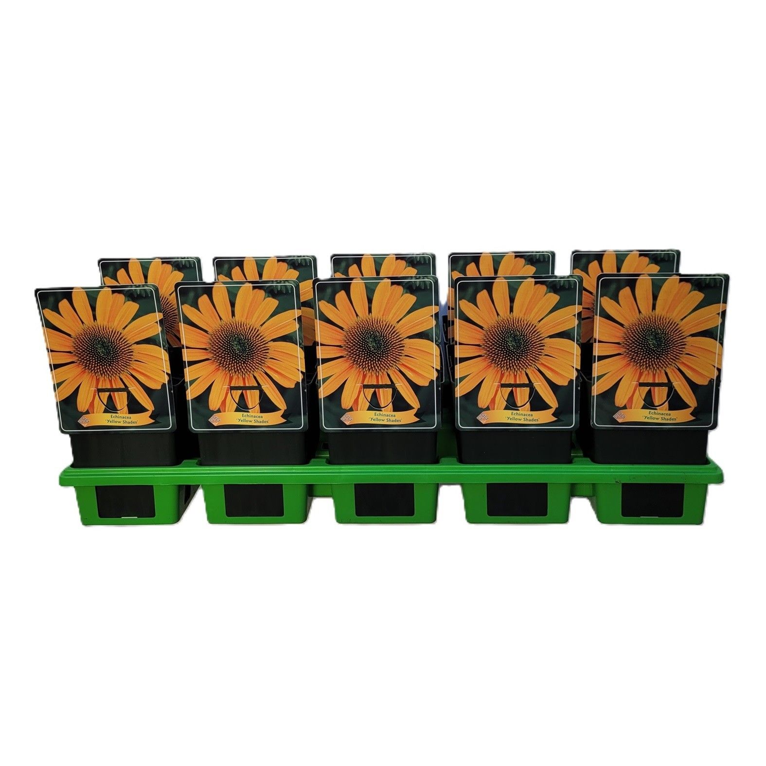 Echinacea 'Yellow Shades' P11, D 11