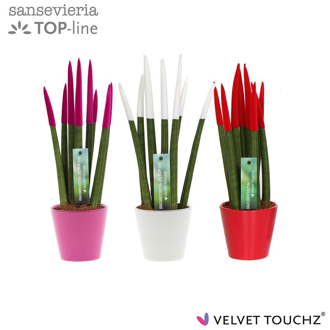 Sansevieria VELVET TOUCHZ® Tainted Love In keramiek R'dam, D 8,5